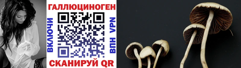 blacksprut зеркало  Тавда  Галлюциногенные грибы GOLDEN TEACHER 